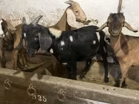 公山羊, Nubian Goat — 照片 3