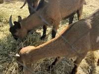 Nőstény kecske, Alpine goat — 3. fotó