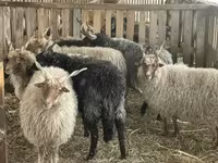 Kos, Racka sheep — 3. fotó