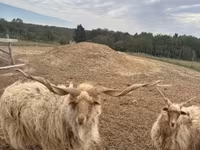 Widder, Racka sheep — Foto 1