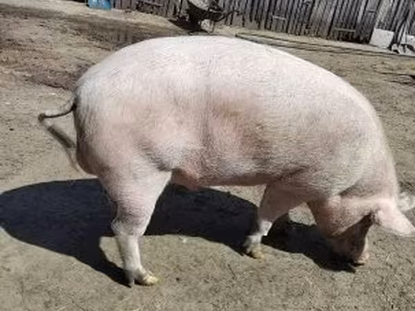 Porcs (lot, sexe non indiqué),  — Hongrie