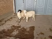 تيس, الماعز — الصورة 5