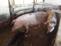 母猪, Pigs — 照片 3