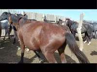 Yegua, Kazakh horse — foto 6