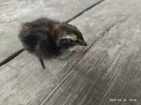 Quails — photo 4