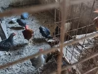 Guinea fowl — foto 3