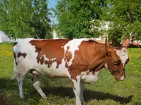 Krava, Swiss cattle — foto 7