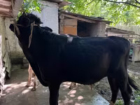 सांड, मवेशी — फ़ोटो 4