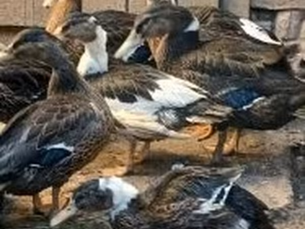 Ducks — Maďarsko