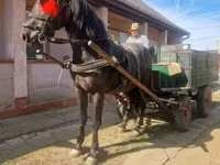 Kůň, Koně — foto 4