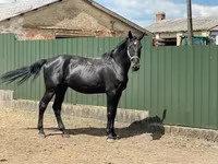 Caballo, Nonius horse — foto 4