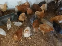 Chickens — foto 2