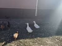 Chickens — 照片 6