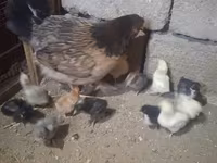 Chickens — zdjęcie 2