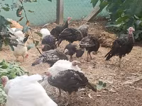 Turkeys — 3-сурет