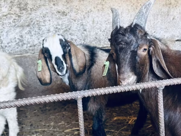 Billy Goat, Nubian Goat