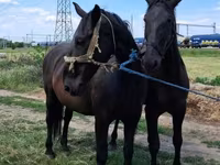 Kanca, Nonius horse — 1. fotó