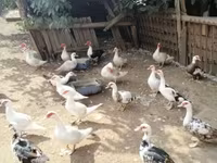 Ducks — Foto 6
