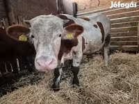 Toro, Vaca Limousin — foto 2
