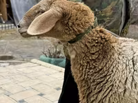 Owca, Arashan sheep — zdjęcie 8