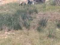 Cabras (lote, sexo no especificado), Cabras — foto 3