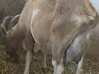 Cabras (lote, sexo no especificado), Alpine goat — foto 4