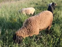 Kos, Tsigai sheep — 5. fotó