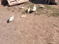 Ducks — photo 3