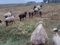 भेड़, भेड़ — फ़ोटो 1