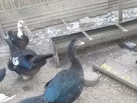 Domestic Muscovy — photo 2