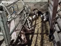 母猪, Pigs — 照片 2