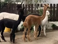 ऊँट, ऊंट — फ़ोटो 6