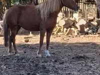 母马, Horses — 照片 1
