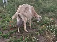 母山羊, Saanen goat — 照片 4