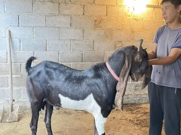 Keçi, Kamori goats