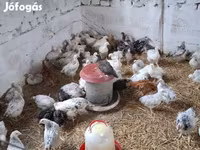 Chickens — الصورة 3