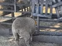 Juh, Beltex sheep — 2. fotó