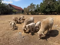 Schaf, Schafe — Foto 6