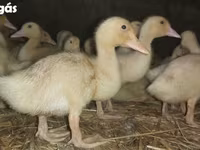 Ducks — 照片 3