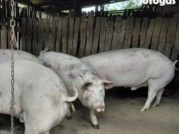 Kan,  — Magyarország