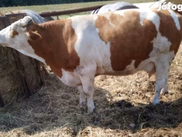 بقرة, Simmental cattle