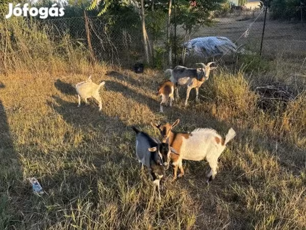 Cabra, Cabras