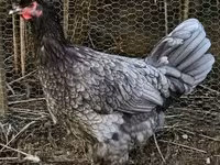 Chickens — foto 1