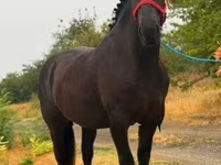 母马, Horses — 照片 2