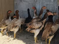Ayam Cemani — 1. fotó