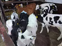 Touro, Raça Holstein — foto 4