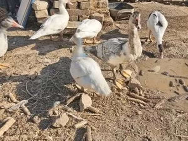 Ducks