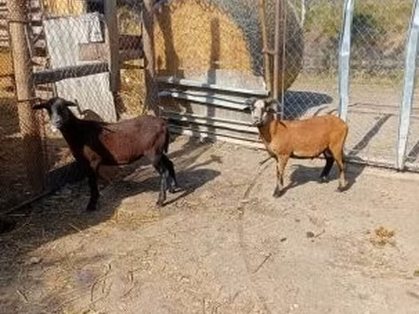 मेढ़ा, Cameroon sheep