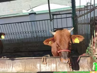 Cattle (batch, sex not specified), Cattle — photo 7