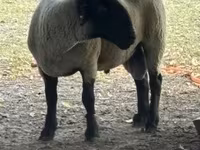 公羊, White Suffolk sheep — 照片 2